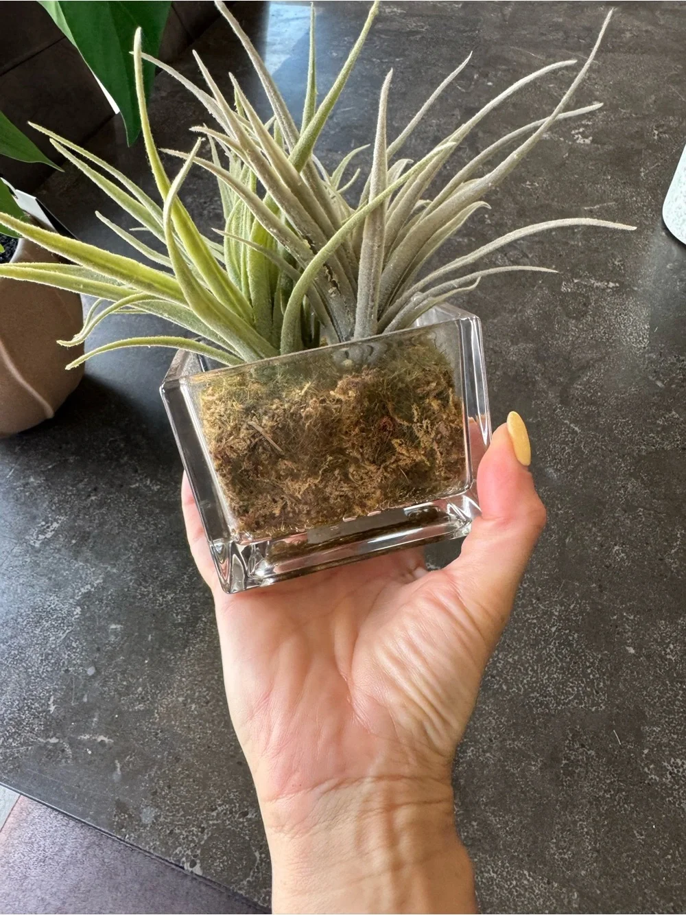 Faux plant set / target plants / home accents